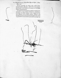 Typhula juncea image